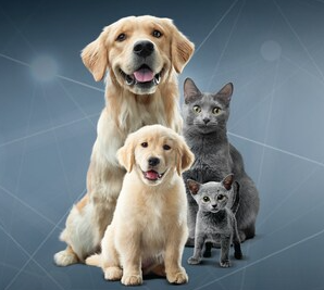 Purina Institute Global Summit 2026 reúne especialistas veterinários globais para avançar no cuidado preventivo