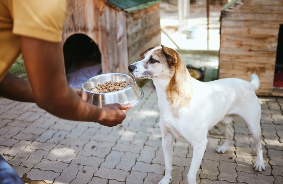 Nutrição de qualidade e baixo custo reforçam proteção animal em Curitiba