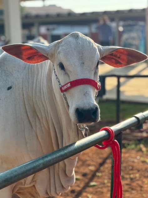 Flamboyant Agropecuária reforça tradição em Rio Verde com animais de genética premiada