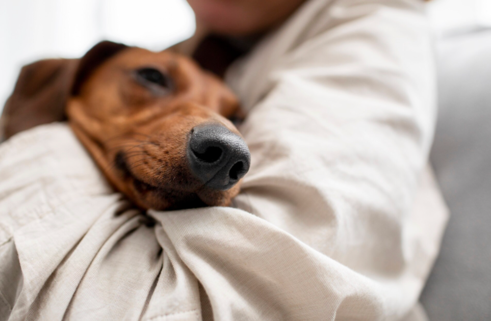 Inverno aumenta risco de gripe canina e WeVets alerta para a saúde respiratória dos pets