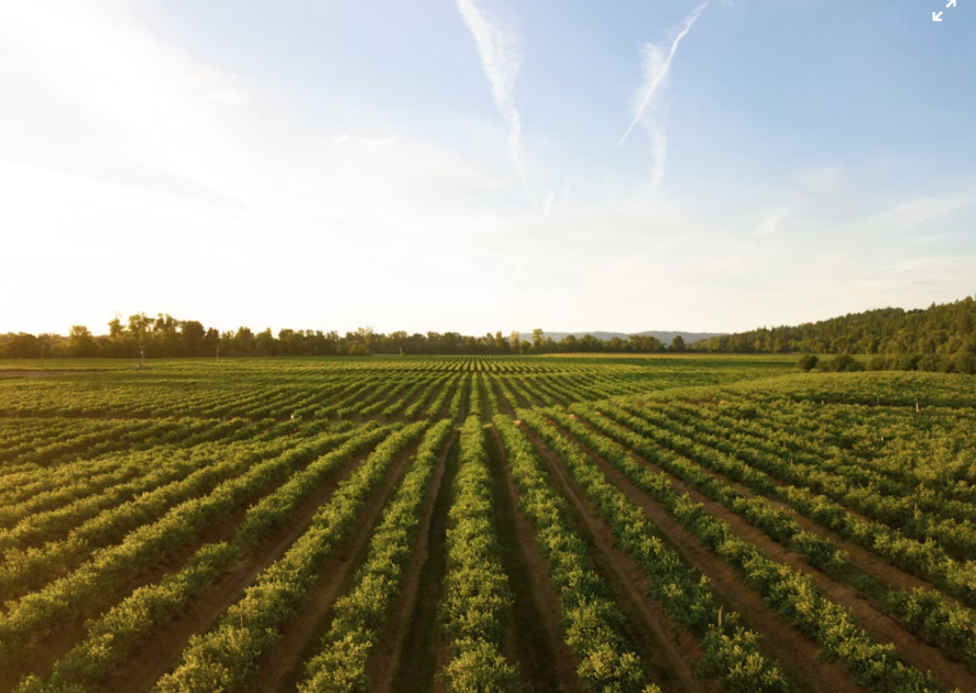 4 maneiras de apoiar e desenvolver o agro brasileiro
