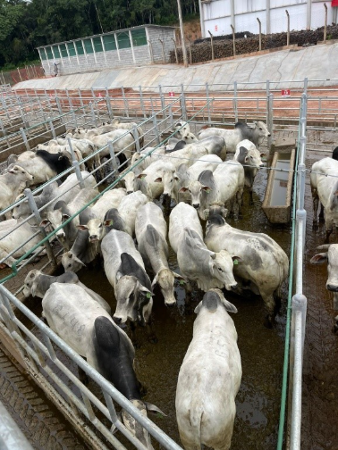 Circuito Nelore de Qualidade: 338 animais serão avaliados em Teixeira de Freitas (BA)