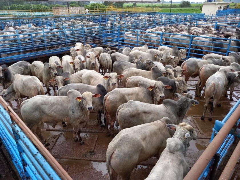 Circuito Nelore de Qualidade avalia 310 animais em Naviraí (MS)