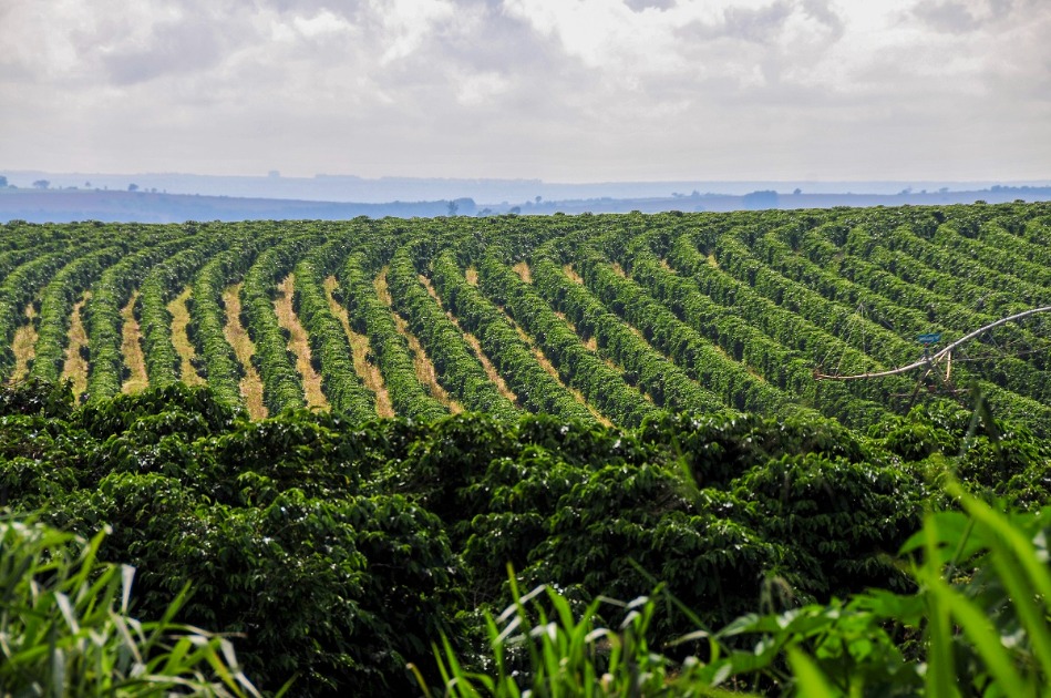 Clima e fisiologia vegetal entram no debate sobre a safra de café