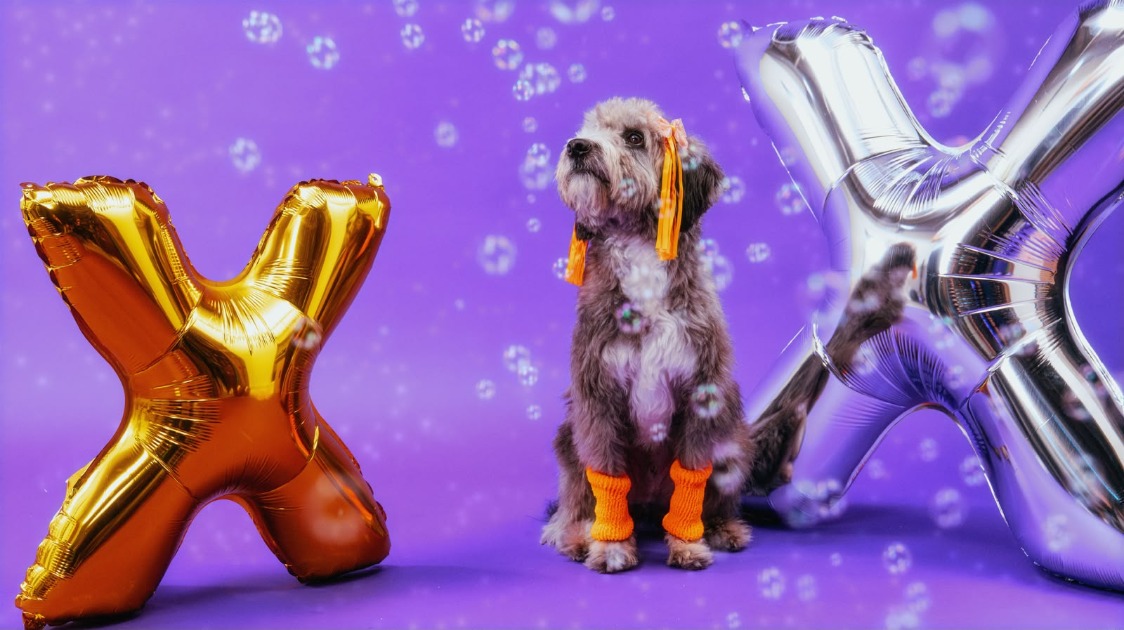 Xuxa só para cãezinhos: dinâmica da Petlove chega a Santo André