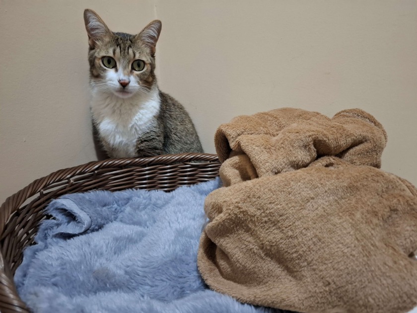 Inverno exige cuidados especiais com os pets e procura por itens de proteção dispara